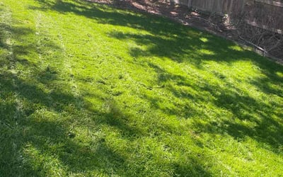 Photo of Al L.'s yard after getting lawn care in Centennial, CO