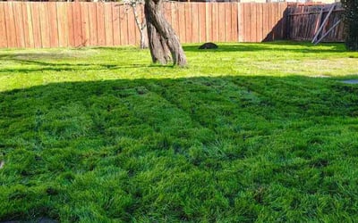 Photo of David C.'s yard after getting lawn care in Pittsburg, CA