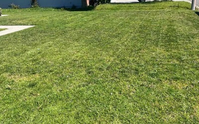 Photo of Ivy L.'s yard after getting lawn care in Garden Grove, CA
