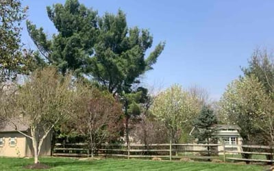 Photo of Phil C.'s yard after getting lawn care in Groveport, OH