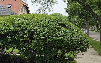 Photo of Anita O.'s yard after getting tree care in Hampton, GA