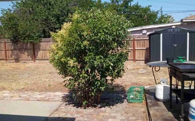 Photo of Kimberly S.'s yard after getting tree care in Oviedo, FL