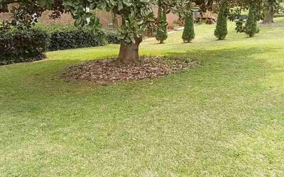 Photo of D W.'s yard after getting lawn care in Henderson, NC