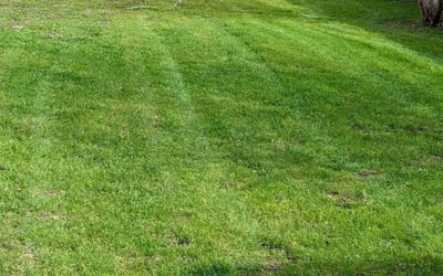 Photo of Lisa B.'s yard after getting lawn care in Southport, NC