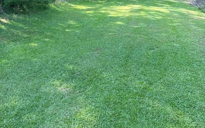 Photo of Michelle G.'s yard after getting lawn care in Easley, SC