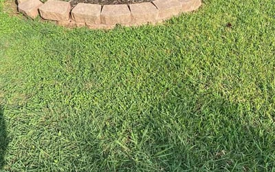 Photo of Cynthia W.'s yard after getting lawn care in Cedar Park, TX