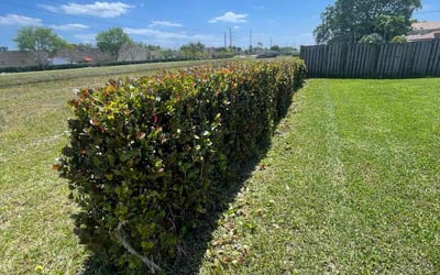 Photo of Michael S.'s yard after getting lawn care in Abington, MA