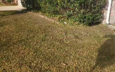 Photo of Mark M.'s yard after getting tree care in Marco Island, FL