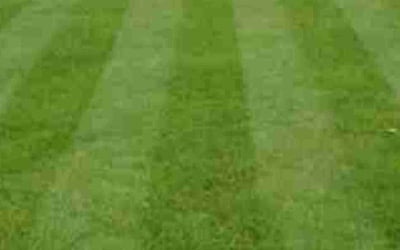 Photo of Brian J.'s yard after getting lawn care in Mahopac, NY