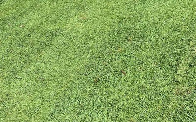 Photo of Summer J.'s yard after getting lawn care in Wakefield, MA