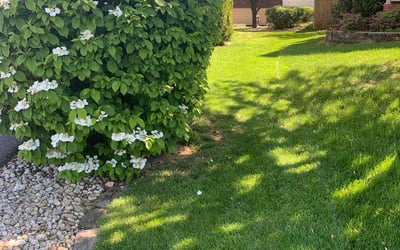 Photo of Tyiese W.'s yard after getting lawn care in Hagerstown, MD