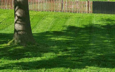 Photo of Gini D.'s yard after getting lawn care in Kansas City, MO