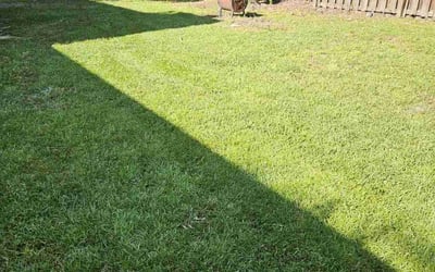 Photo of Donna Z.'s yard after getting lawn care in Guyton, GA