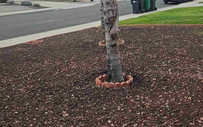 Photo of Gabriel L.'s yard after getting lawn care in Kirkland, WA