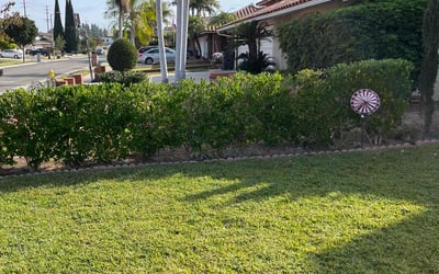Photo of Tameka H.'s yard after getting lawn care in Fullerton, CA