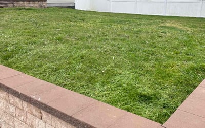 Photo of Cynthia M.'s yard after getting lawn care in Westbury, NY