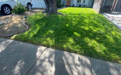 Photo of Alaina J.'s yard after getting lawn care in El Dorado Hills, CA