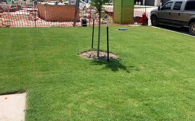 Photo of Jerona K.'s yard after getting lawn care in Jonesboro, GA