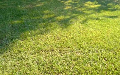 Photo of Jareslie P.'s yard after getting lawn care in Ocala, FL