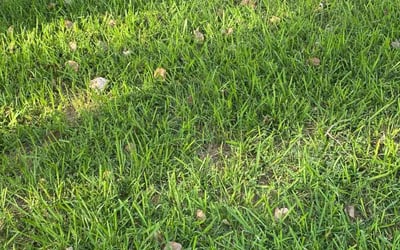Photo of Abdourahamane K.'s yard after getting lawn care in Jarrell, TX