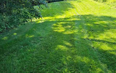 Photo of Leonardo S.'s yard after getting lawn care in Havertown, PA