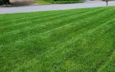 Photo of Matt M.'s yard after getting lawn care in Chattanooga, TN