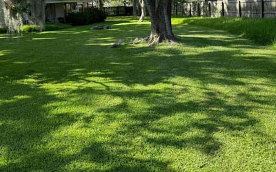 Photo of Serena X.'s yard after getting lawn care in Summerfield, FL