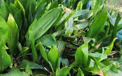 Photo of Patrick O.'s yard after getting lawn care in Northborough, MA