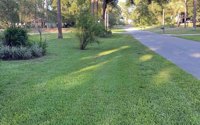 Photo of Vicki C.'s yard after getting lawn care in St. Petersburg, FL