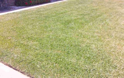Photo of Brandy S.'s yard after getting lawn care in Ceres, CA