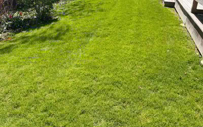 Photo of Emily H.'s yard after getting lawn care in Libertyville, IL