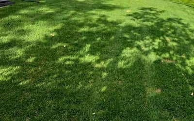 Photo of dottie c.'s yard after getting lawn care in Derwood, MD