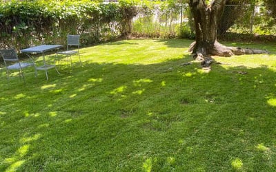 Photo of Michael D.'s yard after getting lawn care in Rowlett, TX