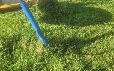 Photo of Edward Q.'s yard after getting lawn care in Bridgeton, NJ