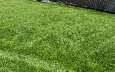 Photo of Stephani B.'s yard after getting lawn care in Omaha, NE