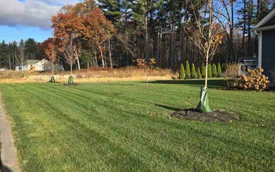 Photo of Kimberly H.'s yard after getting lawn care in Springfield, MA