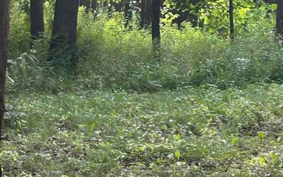 Photo of Lindsay T.'s yard after getting lawn care in Canastota, NY