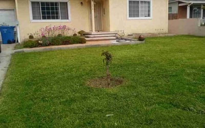 Photo of Laura W.'s yard after getting lawn care in Pomona, CA