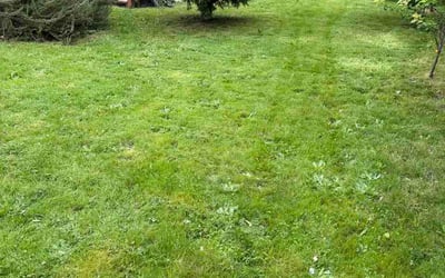 Photo of Anees B.'s yard after getting lawn care in Pittsford, NY