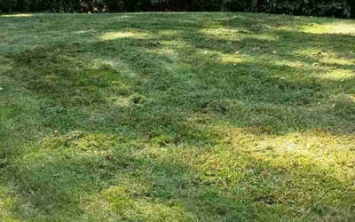 Photo of Valarie R.'s yard after getting lawn care in Merrimack, NH