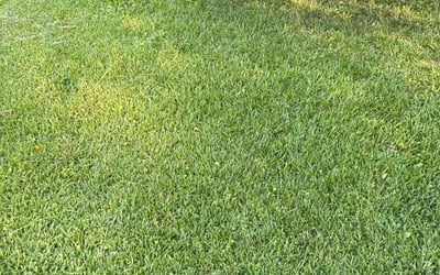 Photo of Danyell R.'s yard after getting lawn care in Hamden, CT