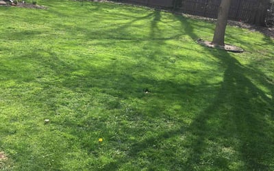 Photo of Alphonso H.'s yard after getting lawn care in Ypsilanti, MI