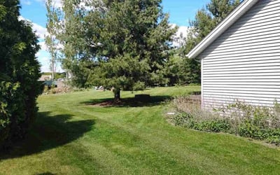 Photo of Shea S.'s yard after getting lawn care in Ventura, CA