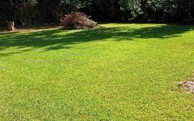 Photo of Matthew G.'s yard after getting lawn care in Memphis, TN