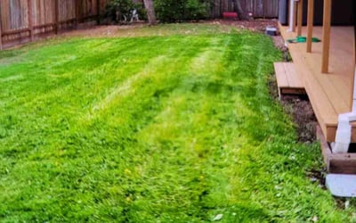 Photo of Shawn T.'s yard after getting lawn care in Santa Rosa, CA
