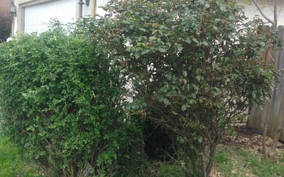 Photo of Nichole T.'s yard after getting tree care in Woodland Park, CO