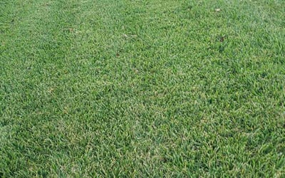 Photo of Joseph D.'s yard after getting lawn care in Nokomis, FL