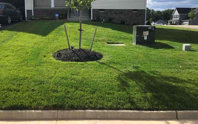 Photo of Travis M.'s yard after getting lawn care in Aiken, SC