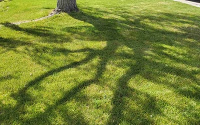 Photo of Sounjay G.'s yard after getting lawn care in Springfield, VA