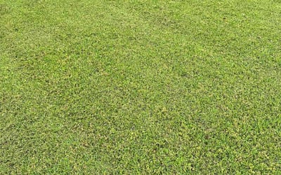 Photo of Juan V.'s yard after getting lawn care in Thomasville, NC